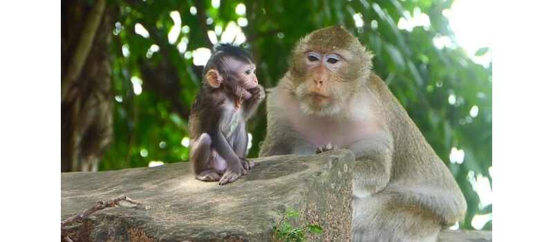 monkeys fight