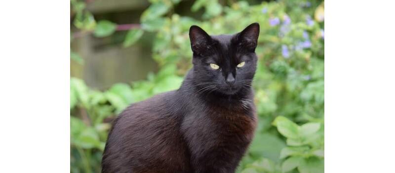 BLACK CAT CAT