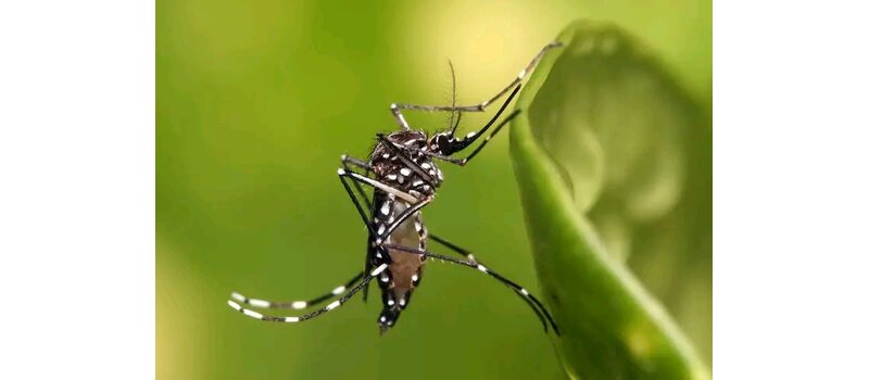 dengue in pakistan