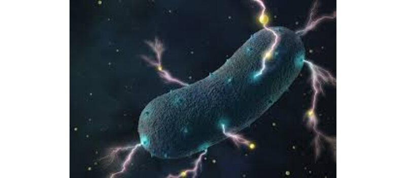 bacteria electricity