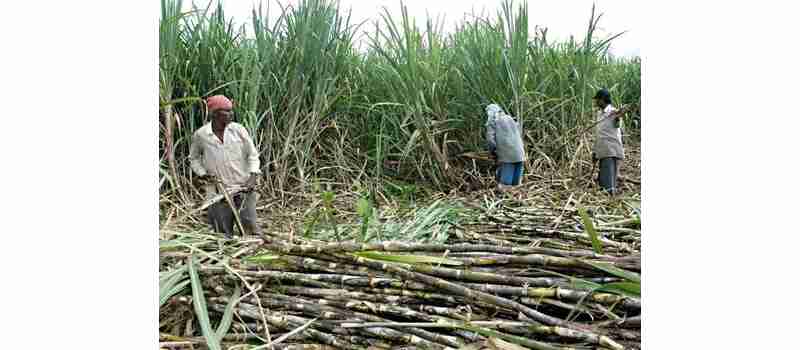 sugar price sugar mills