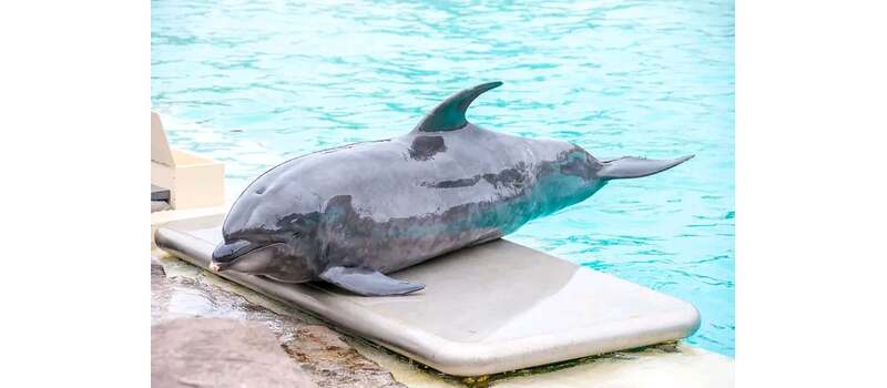 dolphin dead in america