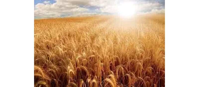crop season in pakistan canada
