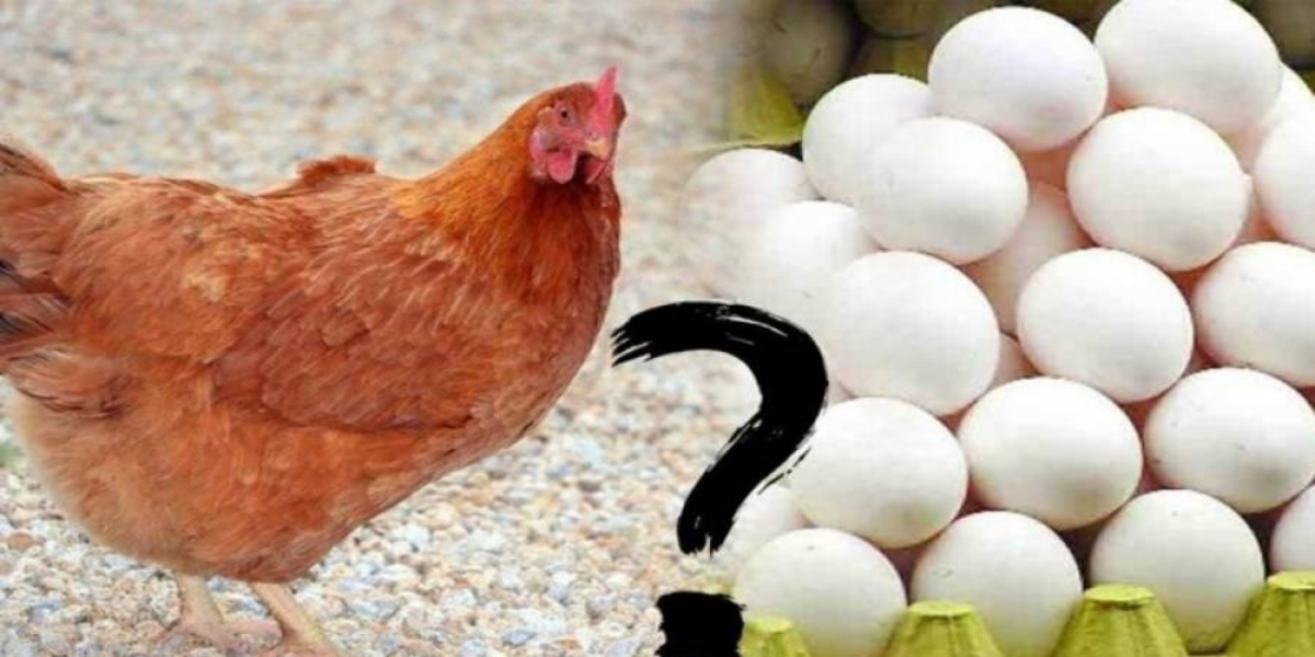 egg come first or hen?