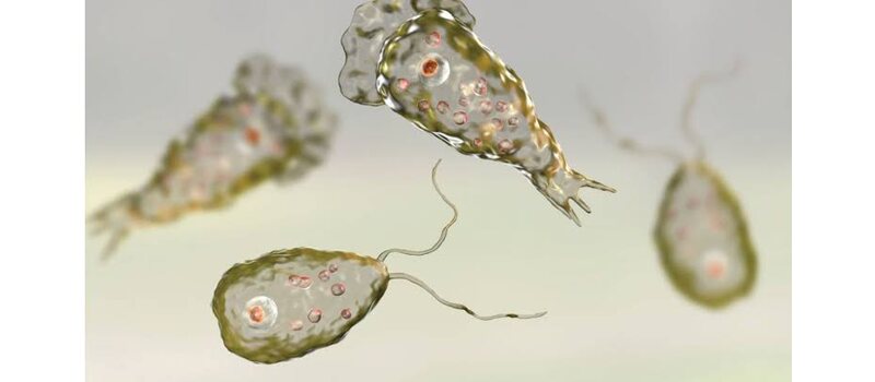 nagleria eat human bain