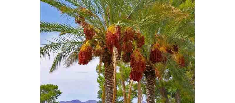 date price in pakistan