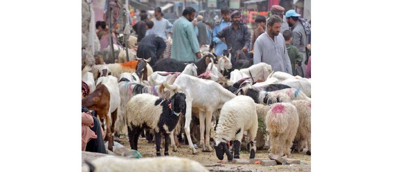 livestock precautions against congovirus