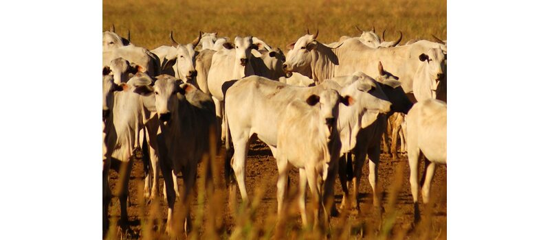 congo virus by animals