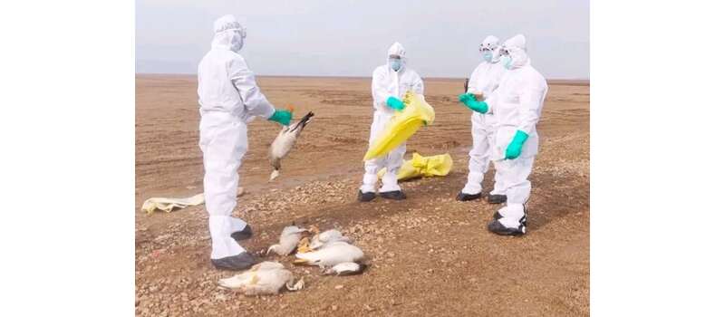 bird flu in japan