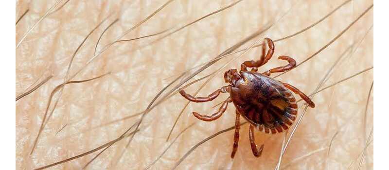 cango virus in pakistan