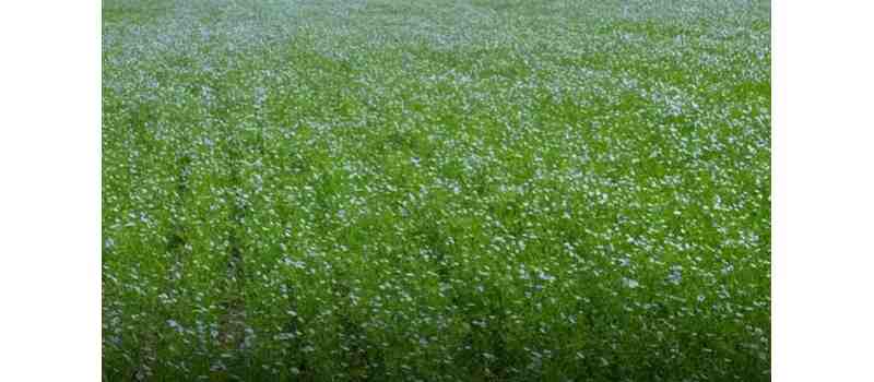 cotton crop in pakistan