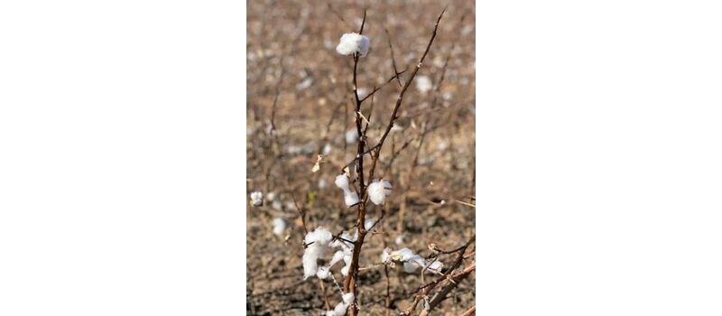 cotton crop in pakistan