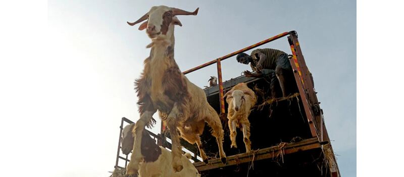 کراچی میں قربانی کے بکروں سے لدا ٹرک چھین لیا گیا۔